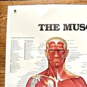Art | The Muscular System Anatomical Chart Laminated Wall Hanging Print ...